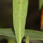 Rhamnus_oleoides-R.Bergantes-4/05/2012