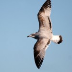 Cabecinegra-24-01-2013-IMG_