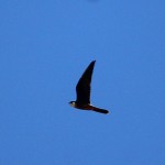 Falco-reina-20-06-2016-IMG_