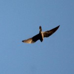 falco-de-la-reina-11-07-201