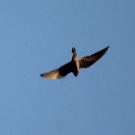 falco-de-la-reina-11-07-201
