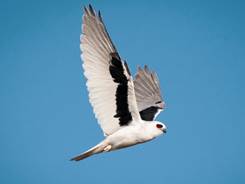 Şeritli Ak �aylak - Luke Shelley