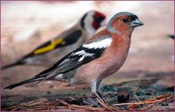 DPaisarell_mascleDSCN6061