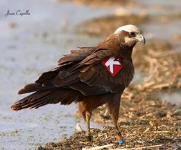 Aguilucho lagunero-marques