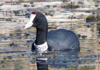 Fotja-banyuda-OUX-13-01-07-