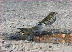 Tort-curuca-3-12-2010-IMG_2