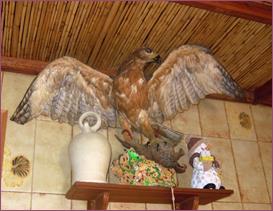 Perdiguera-diseca-24-8-2013