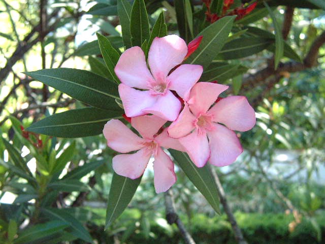 flores