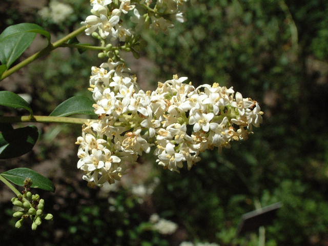 flores