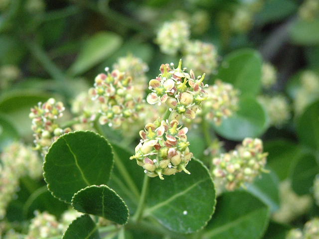 flores