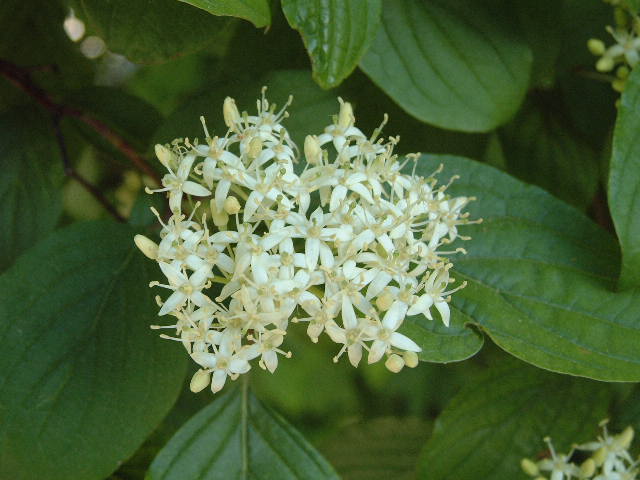 flores