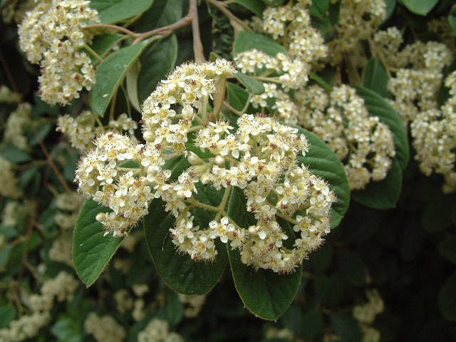 flores