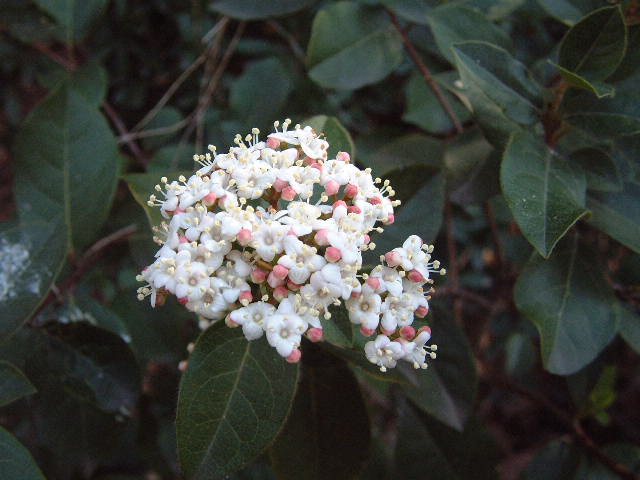 Flor de Durillo