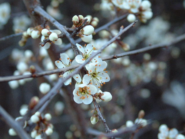 Detalle de la flor