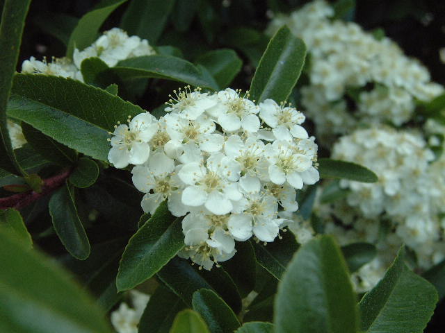 flores