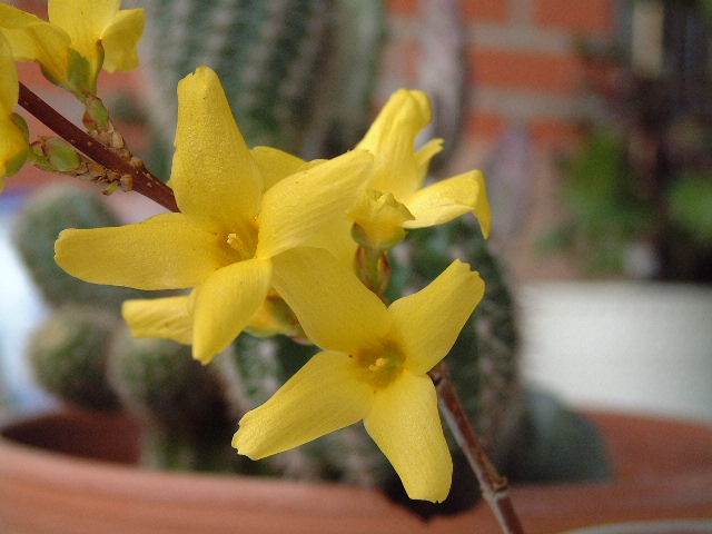 flores