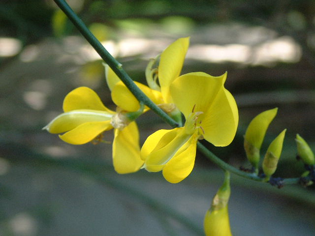flores