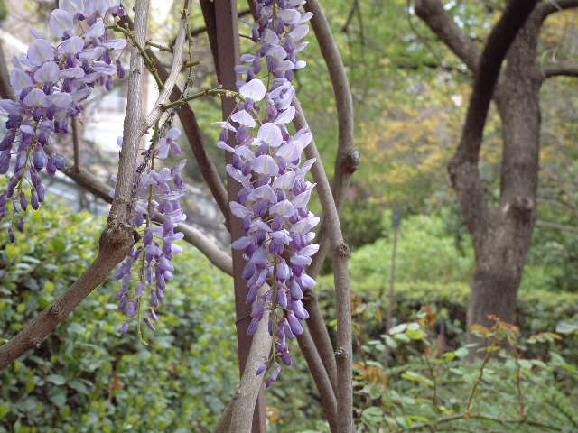 Flores