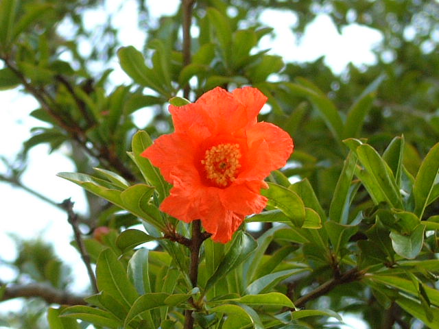 flores
