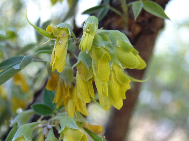 Detalle de la flor