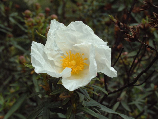 Flor