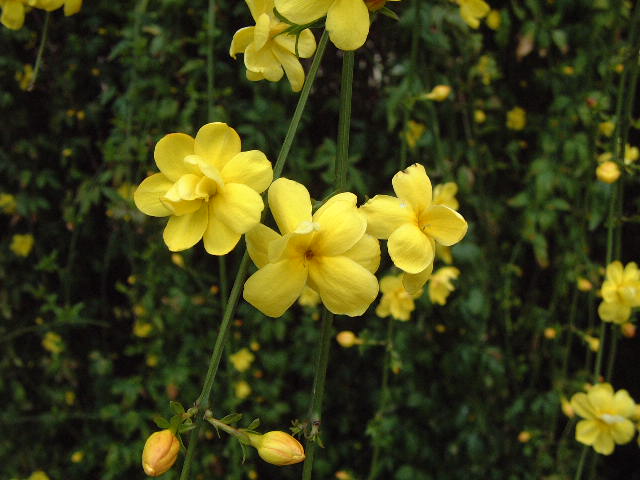 flores