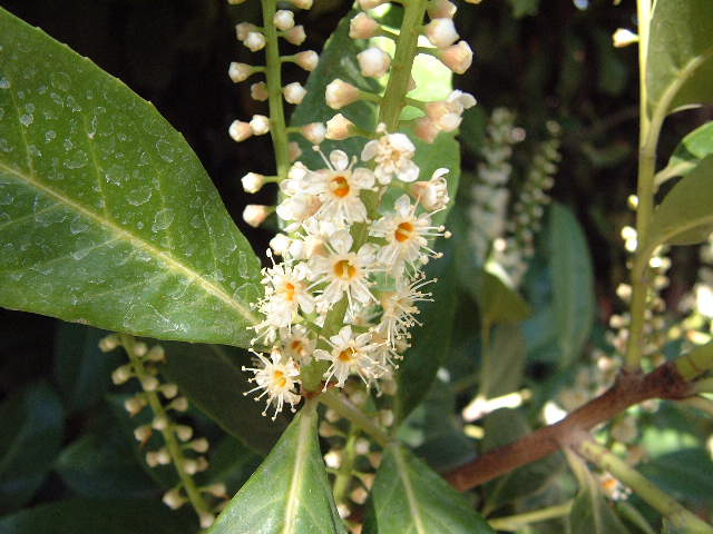 Flor de Lauroceraso