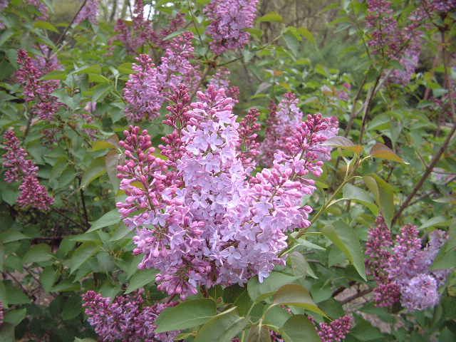 Flores