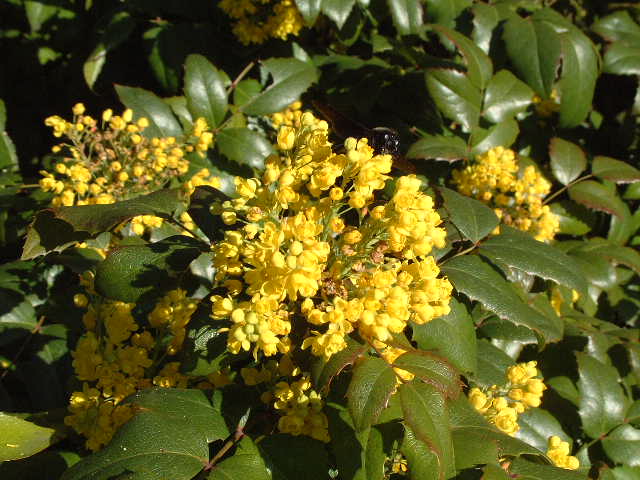 flores