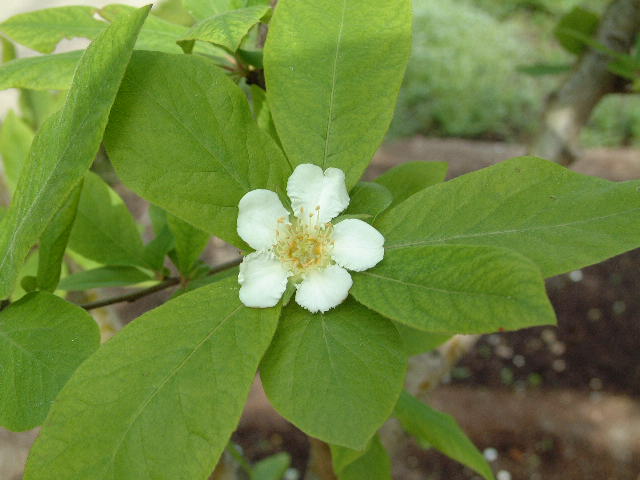 flores