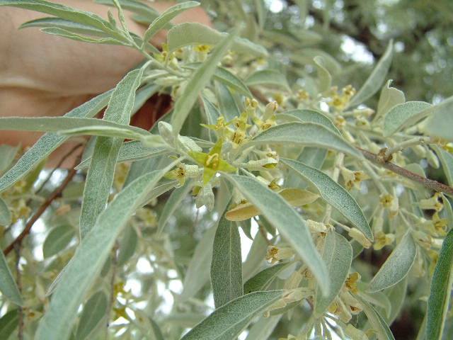 Flor