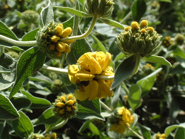 flores