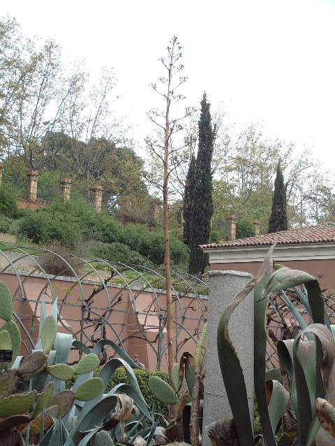 Espiga floral
