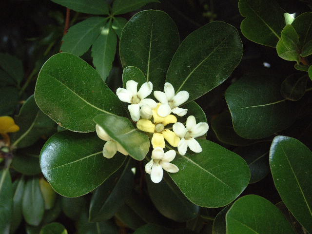 flores