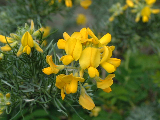 Flores