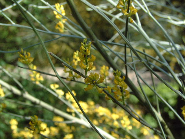 Detalle de las flores Imagen real Detalle de las flores Imagen real