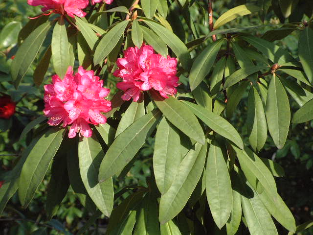 Flores
