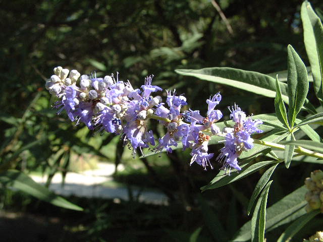 flores