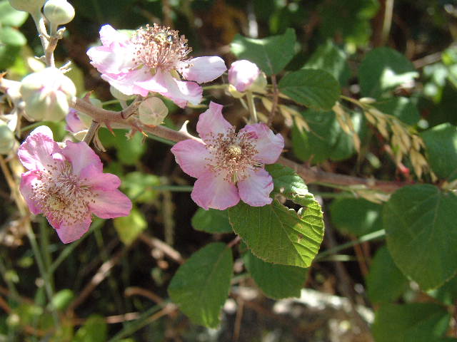 flores