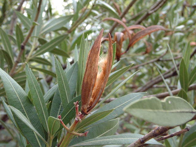 fruto