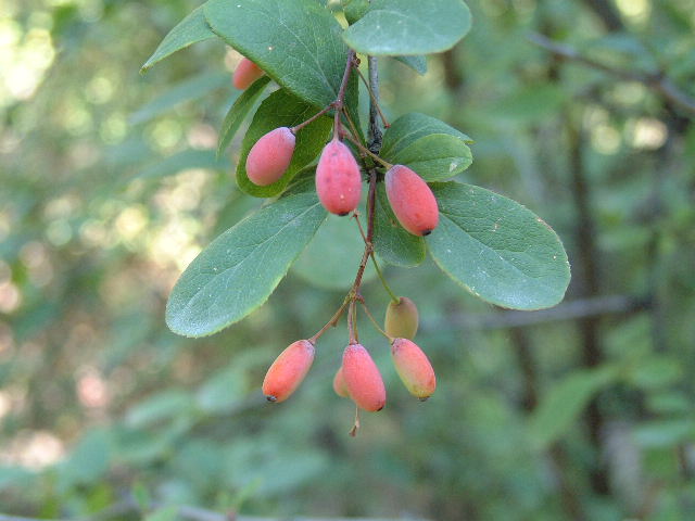 frutos