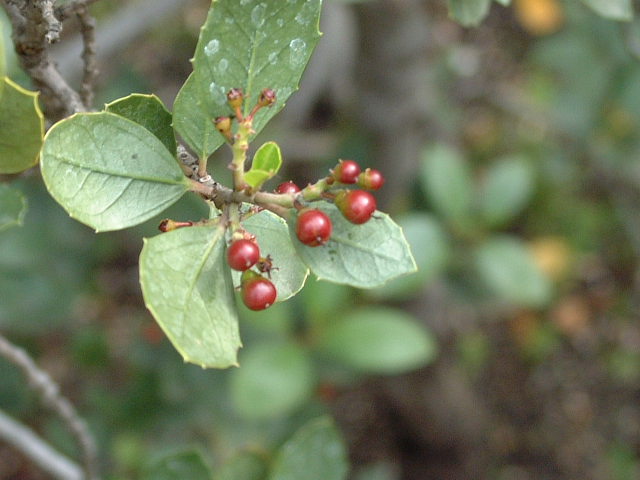 Fruto