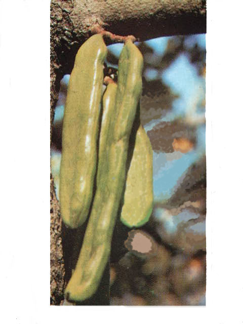 Agarrobas