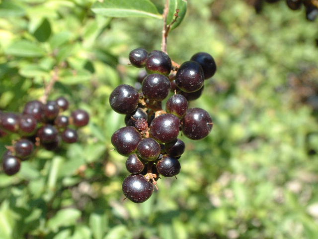 frutos