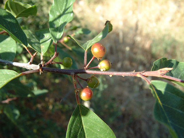 frutos