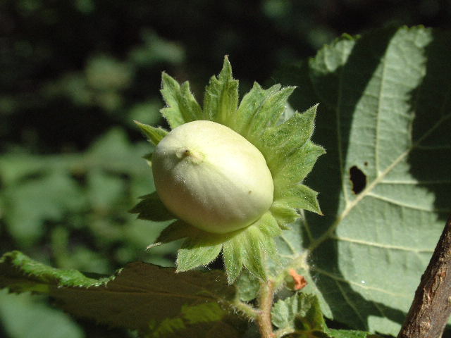 frutos