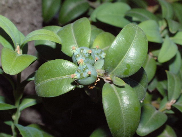 frutos
