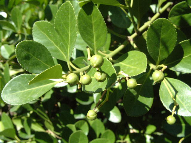 frutos