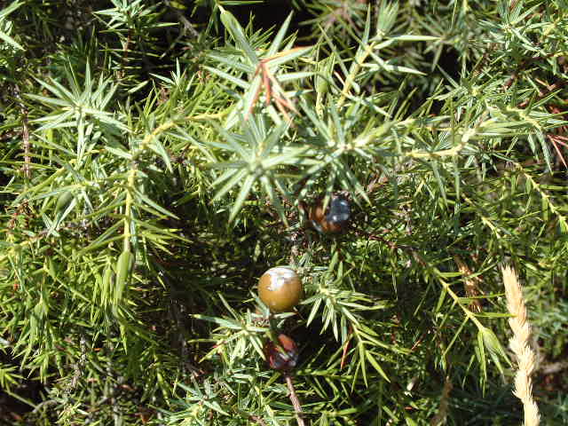 Fruto de la cada