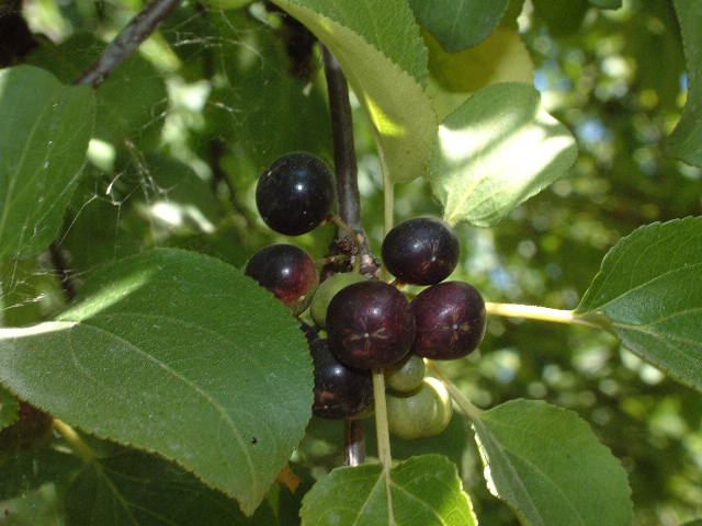 frutos